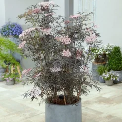 Sambucus Nigra F. Porphyrophylla 'Eva' (PBR) -Deals Green4Ever Store pl2000004449 card3 lg