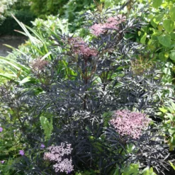 Sambucus Nigra F. Porphyrophylla 'Eva' (PBR) -Deals Green4Ever Store pl2000004449 card5 lg scaled