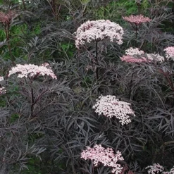 Sambucus Nigra F. Porphyrophylla 'Eva' (PBR) -Deals Green4Ever Store pl2000004449 card6 lg