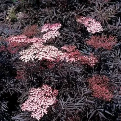 Sambucus Nigra F. Porphyrophylla 'Eva' (PBR) -Deals Green4Ever Store pl2000004449 card7 lg