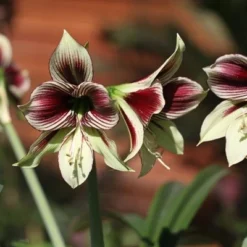 Hippeastrum Papilio -Deals Green4Ever Store pl2000004528 card2 lg