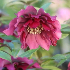 Helleborus × Hybridus Harvington Double Red