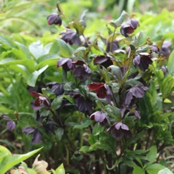 Helleborus × Hybridus Harvington Smokey Blues -Deals Green4Ever Store pl2000004641 card2 lg