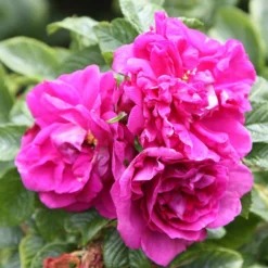 Rosa 'Roseraie De L'Haÿ' -Deals Green4Ever Store pl2000004696 card3 lg