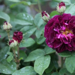 Rosa 'Tuscany Superb' -Deals Green4Ever Store pl2000004709 card3 lg