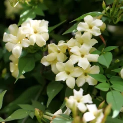 Jasminum Officinale Devon Cream (PBR) -Deals Green4Ever Store pl2000004963 card2 lg