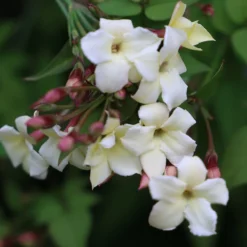 Jasminum Officinale Devon Cream (PBR) -Deals Green4Ever Store pl2000004963 card5 lg