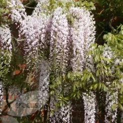 Wisteria Floribunda 'Kuchi-beni' -Deals Green4Ever Store pl2000005197 card4 lg