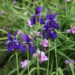 Iris 'Caesar's Brother' -Deals Green4Ever Store pl2000005271 card3 lg