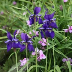 Iris 'Caesar's Brother' -Deals Green4Ever Store pl2000005271 card4 lg