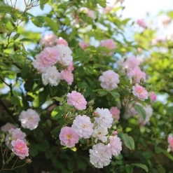 Rosa 'Paul's Himalayan Musk' -Deals Green4Ever Store pl2000005398 card4 lg