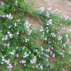 Rosa 'Paul's Himalayan Musk' -Deals Green4Ever Store pl2000005398 card5 lg
