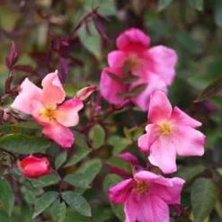 Rosa × Odorata 'Mutabilis' -Deals Green4Ever Store pl2000005424 card4 lg