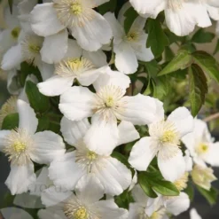 Clematis 'Miss Christine' -Deals Green4Ever Store pl2000005510 card2 lg
