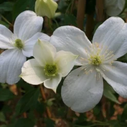 Clematis 'Miss Christine' -Deals Green4Ever Store pl2000005510 card3 lg