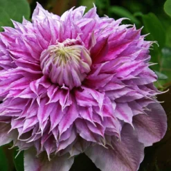 Clematis Josephine ('Evijohill') (PBR) -Deals Green4Ever Store pl2000005511 card3 lg
