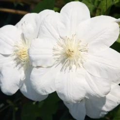 Clematis 'Guernsey Cream' 3 Clematis 'Guernsey Cream' -Deals Green4Ever Store pl2000005535 card3 lg