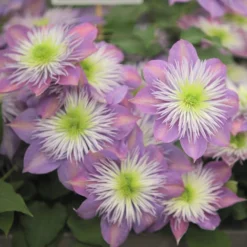 Clematis Crystal Fountain ('Evipo038') (PBR) -Deals Green4Ever Store pl2000005864 card2 lg