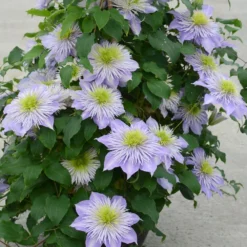 Clematis Crystal Fountain ('Evipo038') (PBR) -Deals Green4Ever Store pl2000005864 card3 lg