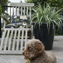 Astelia 'Silver Shadow' (PBR) -Deals Green4Ever Store pl2000005905 card4 lg