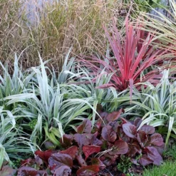 Astelia 'Silver Shadow' (PBR) -Deals Green4Ever Store pl2000005905 card5 lg