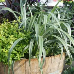 Astelia 'Silver Shadow' (PBR) -Deals Green4Ever Store pl2000005905 card6 lg