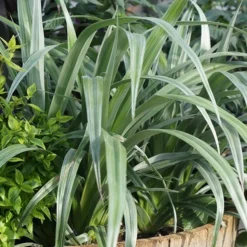 Astelia 'Silver Shadow' (PBR) -Deals Green4Ever Store pl2000005905 card7 lg