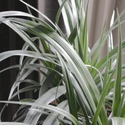 Astelia 'Silver Shadow' (PBR) -Deals Green4Ever Store pl2000005905 card9 lg