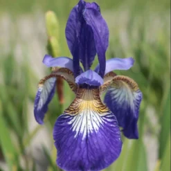 Iris 'Flight Of Butterflies'