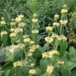 Phlomis Russeliana -Deals Green4Ever Store pl2000005933 card6 lg