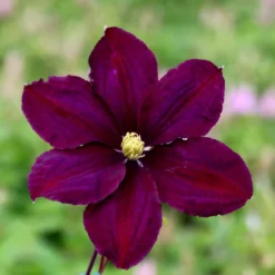 Clematis 'Warszawska Nike' -Deals Green4Ever Store pl2000006222 card2 lg