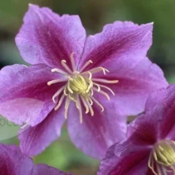 Clematis 'Piilu' -Deals Green4Ever Store pl2000006229 card3 lg