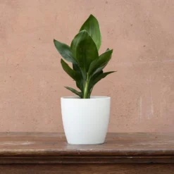 Strelitzia Reginae -Deals Green4Ever Store pl2000006625 card3 lg