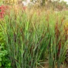 Panicum Virgatum 'Shenandoah'