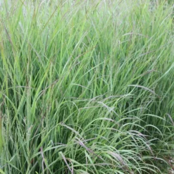 Panicum Virgatum 'Shenandoah' -Deals Green4Ever Store pl2000007020 card3 lg