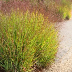 Panicum Virgatum 'Shenandoah' -Deals Green4Ever Store pl2000007020 card4 lg