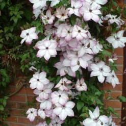 Clematis 'Fond Memories' -Deals Green4Ever Store pl2000007859 card3 lg
