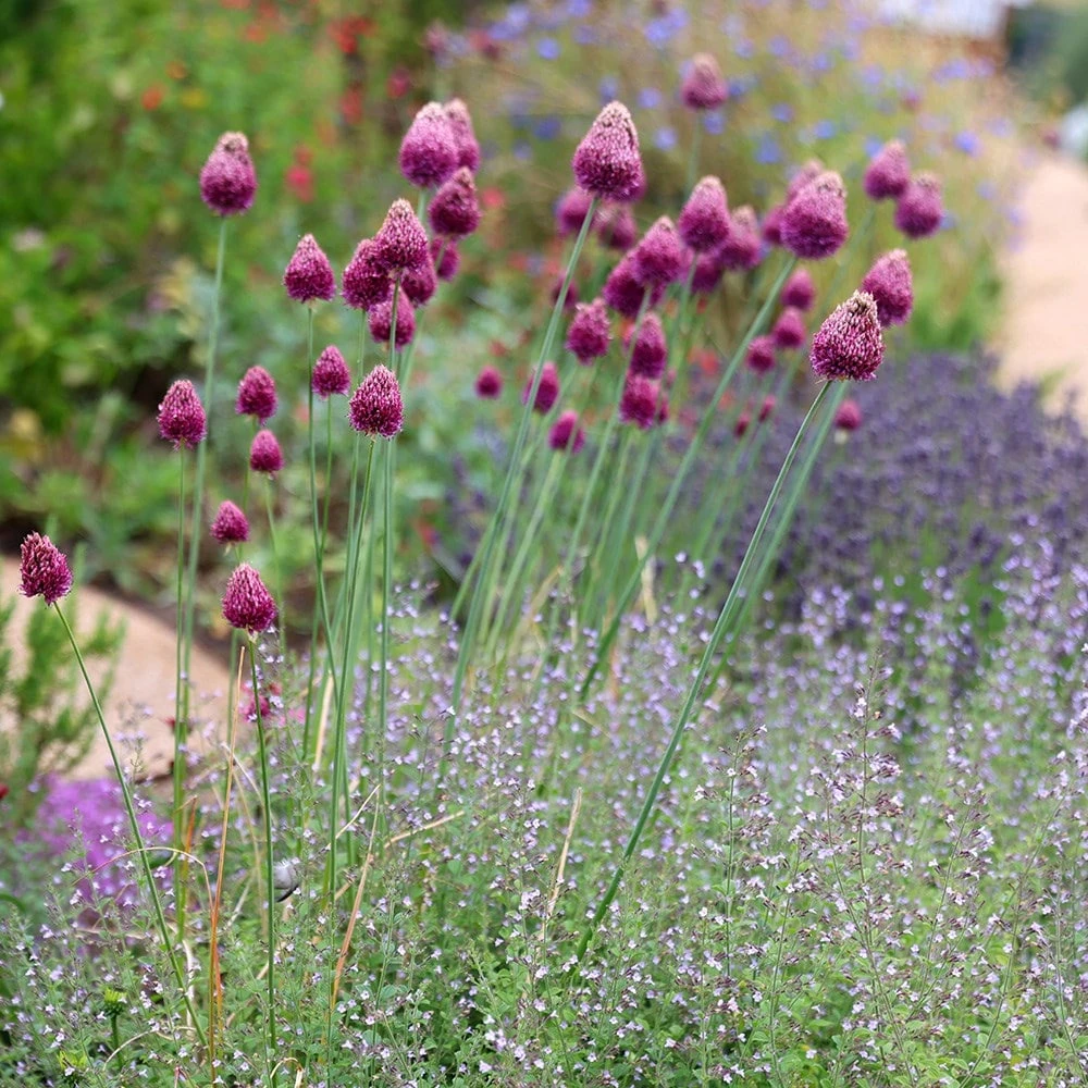 Allium Sphaerocephalon 2 Allium Sphaerocephalon - Image 2