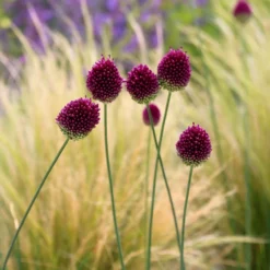 Allium Sphaerocephalon 7 Allium Sphaerocephalon -Deals Green4Ever Store pl2000008214 card3 lg