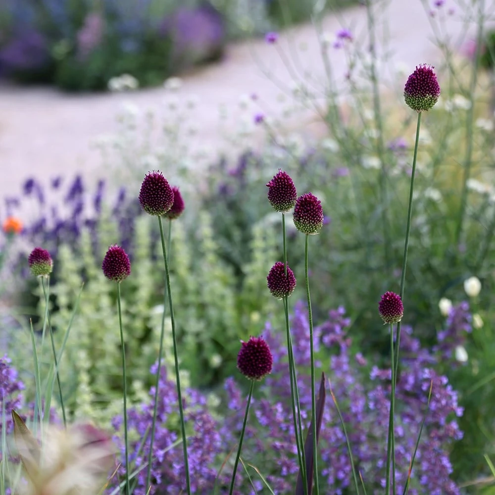 Allium Sphaerocephalon 4 Allium Sphaerocephalon - Image 4