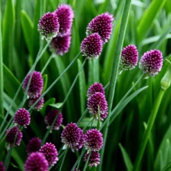 Allium Sphaerocephalon 9 Allium Sphaerocephalon -Deals Green4Ever Store pl2000008214 card5 lg