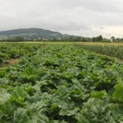 Rhubarb 'Raspberry Red' -Deals Green4Ever Store pl2000008917 card2 lg