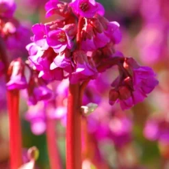 Bergenia 'Overture' -Deals Green4Ever Store pl2000009796 card3 lg