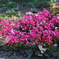 Bergenia 'Overture' -Deals Green4Ever Store pl2000009796 card4 lg