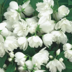 Philadelphus 'Snowbelle' -Deals Green4Ever Store pl2000009901 card2 lg
