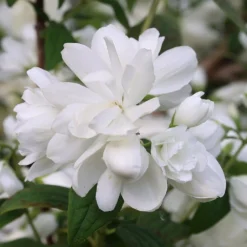 Philadelphus 'Snowbelle' -Deals Green4Ever Store pl2000009901 card3 lg