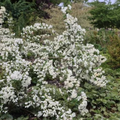 Philadelphus 'Snowbelle' -Deals Green4Ever Store pl2000009901 card4 lg