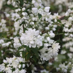 Philadelphus 'Snowbelle' -Deals Green4Ever Store pl2000009901 card5 lg