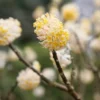 Edgeworthia Chrysantha
