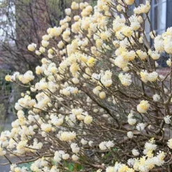 Edgeworthia Chrysantha -Deals Green4Ever Store pl2000010208 card3 lg